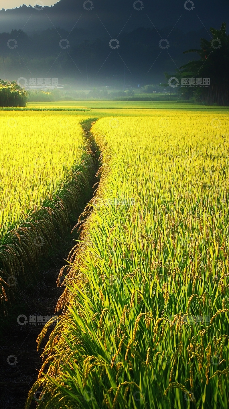 高清大图下载【趣麦麦图】金黄稻田晨光初照