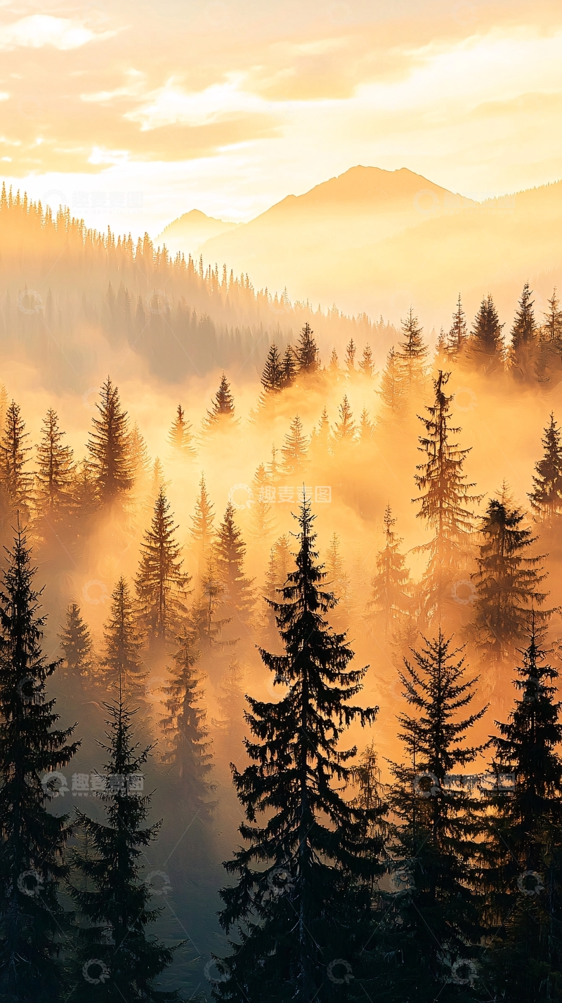 高清大图下载【趣麦麦图】晨雾中的森林