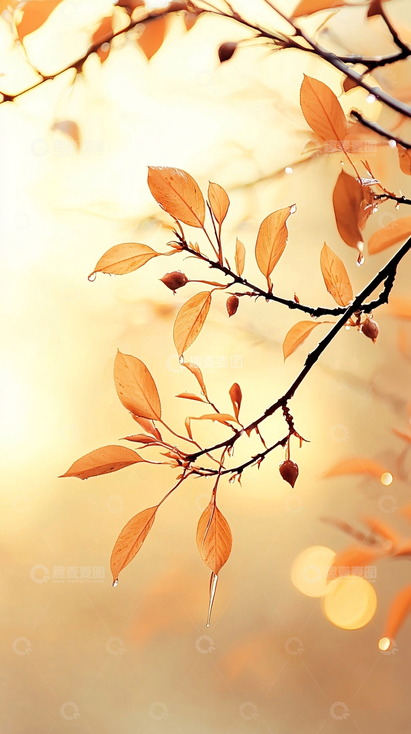 高清大图下载【趣麦麦图】秋日阳光下的树叶