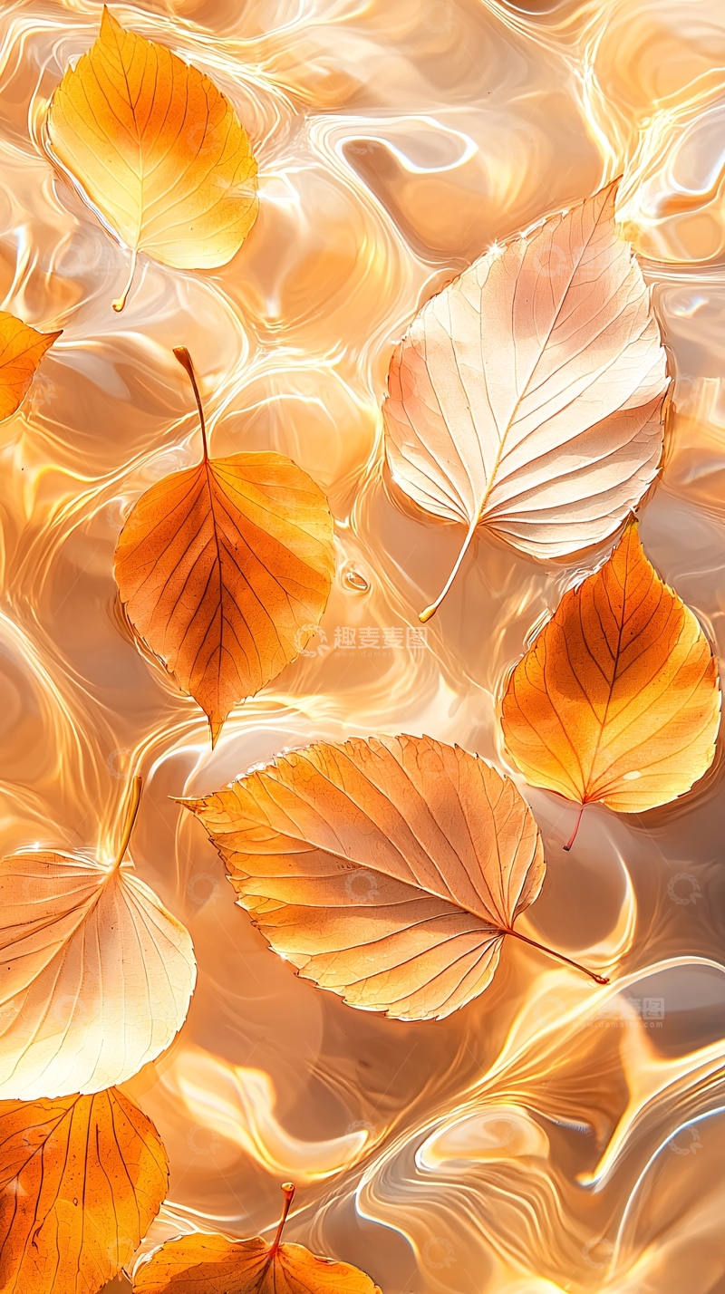 高清大图下载【趣麦麦图】秋叶漂浮在流动的金色液体上