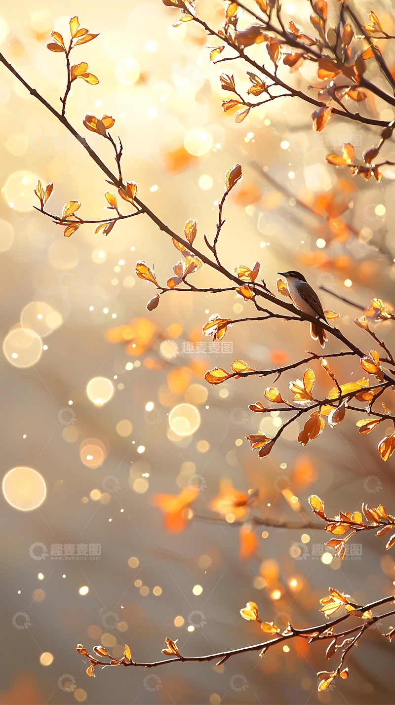 高清大图下载【趣麦麦图】秋日阳光下的鸟与树枝