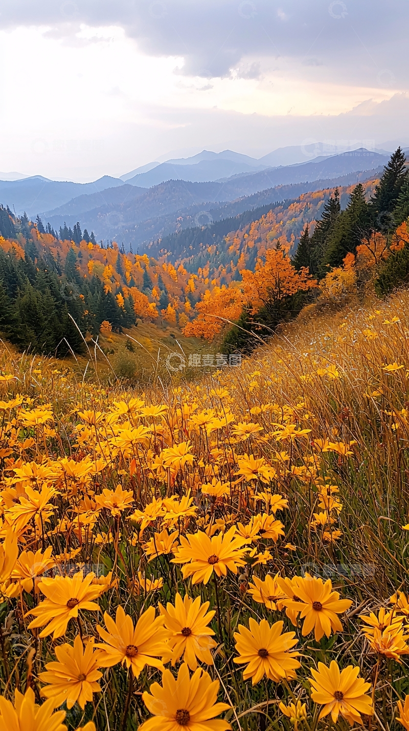 高清大图下载【趣麦麦图】秋日山野花海风景