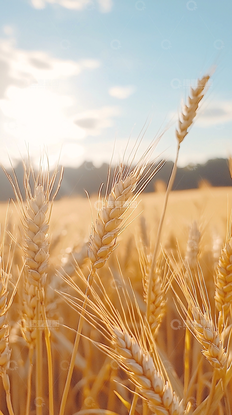 高清大图下载【趣麦麦图】金黄色麦田下的夕阳