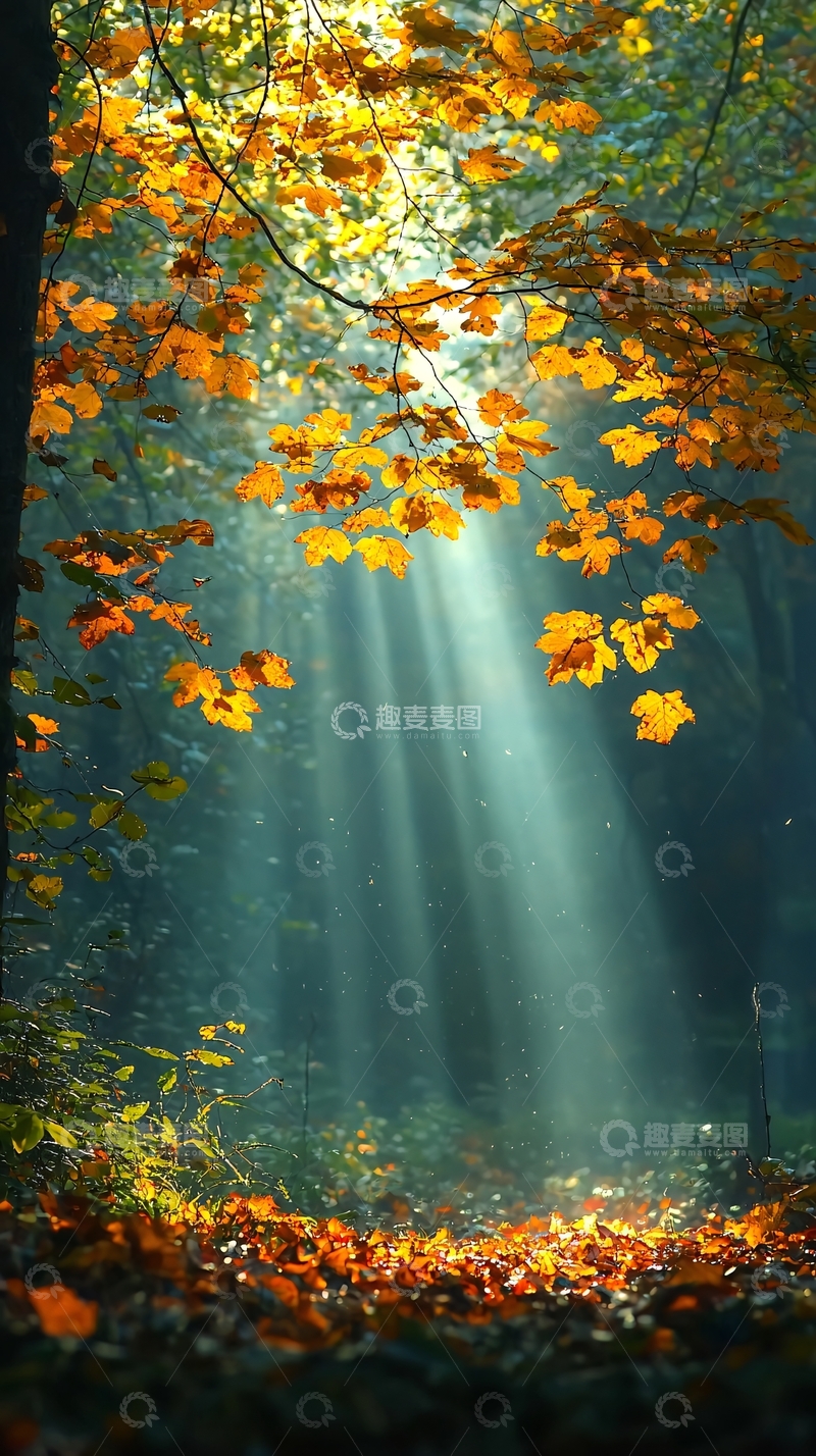 高清大图下载【趣麦麦图】秋日森林阳光穿透树叶