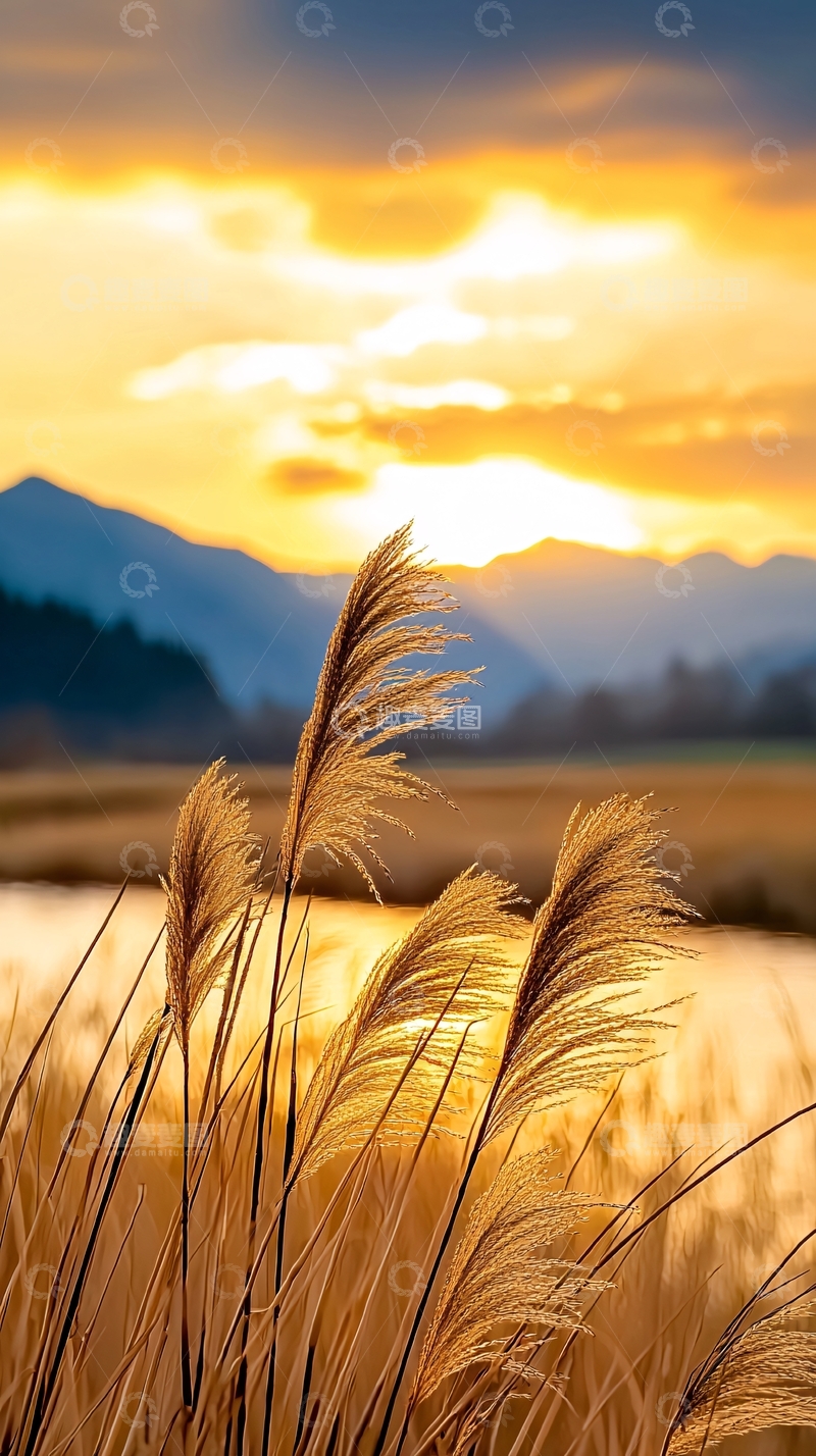 高清大图下载【趣麦麦图】夕阳下的芦苇丛