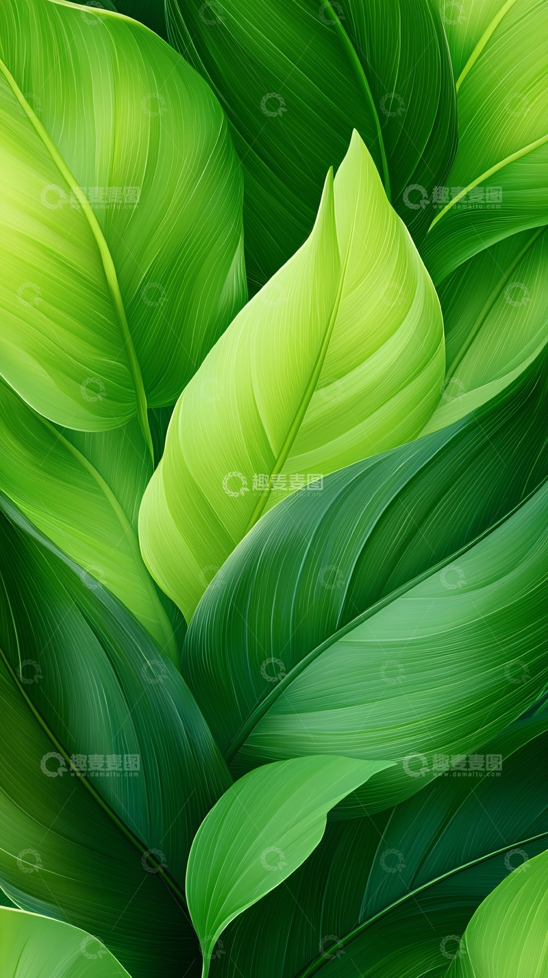 高清大图下载【趣麦麦图】绿色植物叶子纹理背景