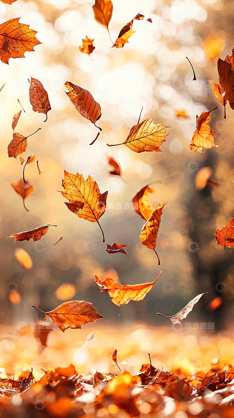 高清大图下载【趣麦麦图】秋叶飘落自然风景