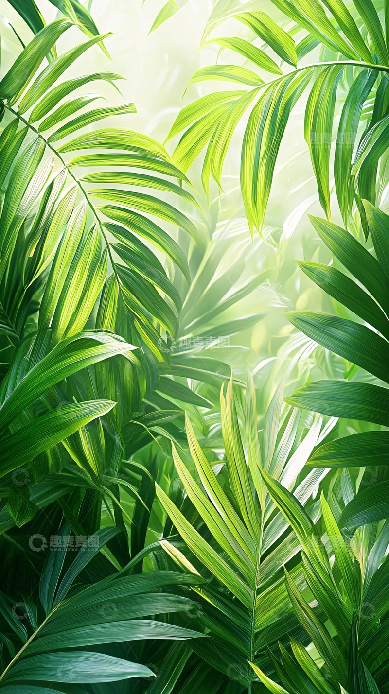 高清大图下载【趣麦麦图】热带雨林植物背景