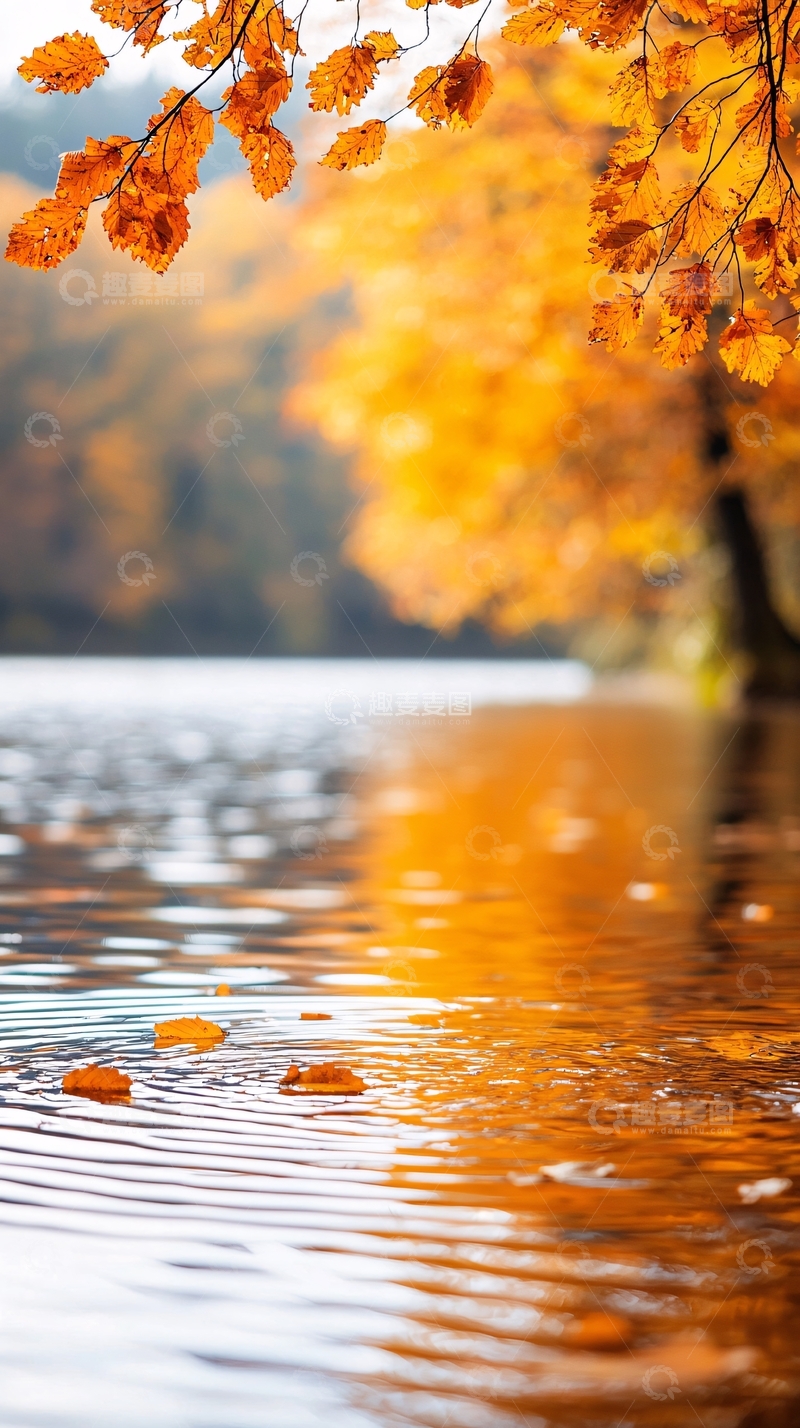 高清大图下载【趣麦麦图】秋日湖畔落叶静谧
