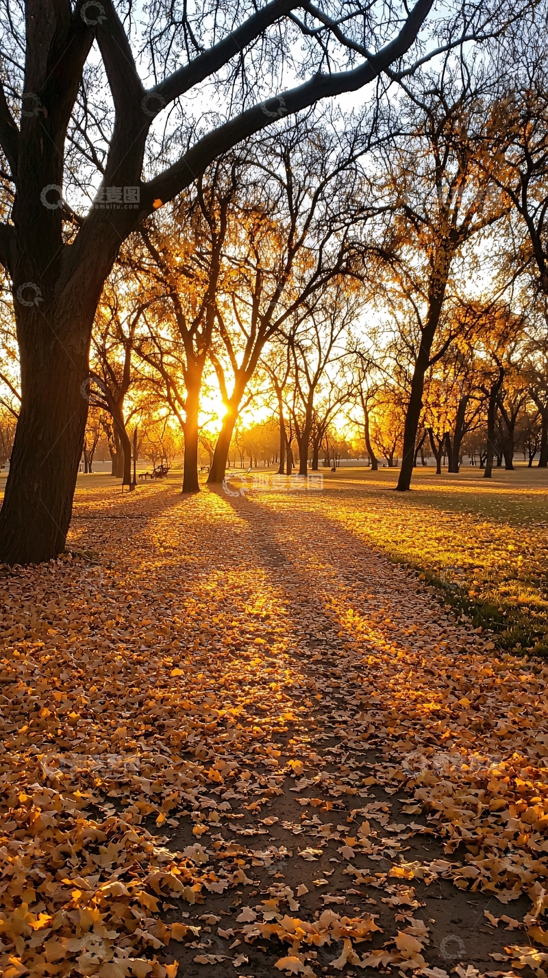 高清大图下载【趣麦麦图】秋日阳光下的林间小径