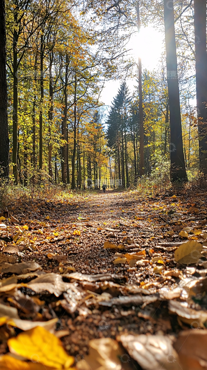 高清大图下载【趣麦麦图】秋日森林小径87