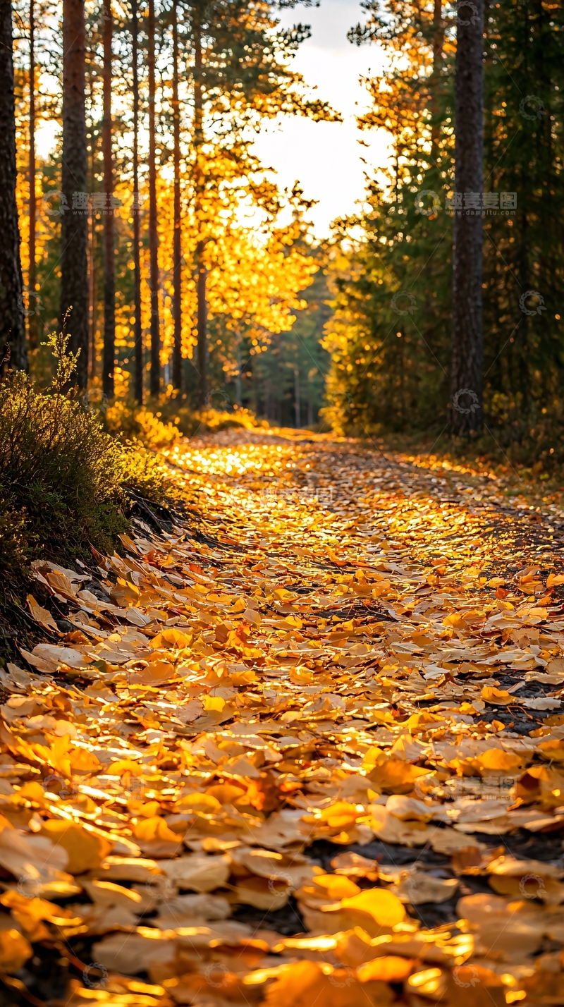 高清大图下载【趣麦麦图】秋日森林小径91