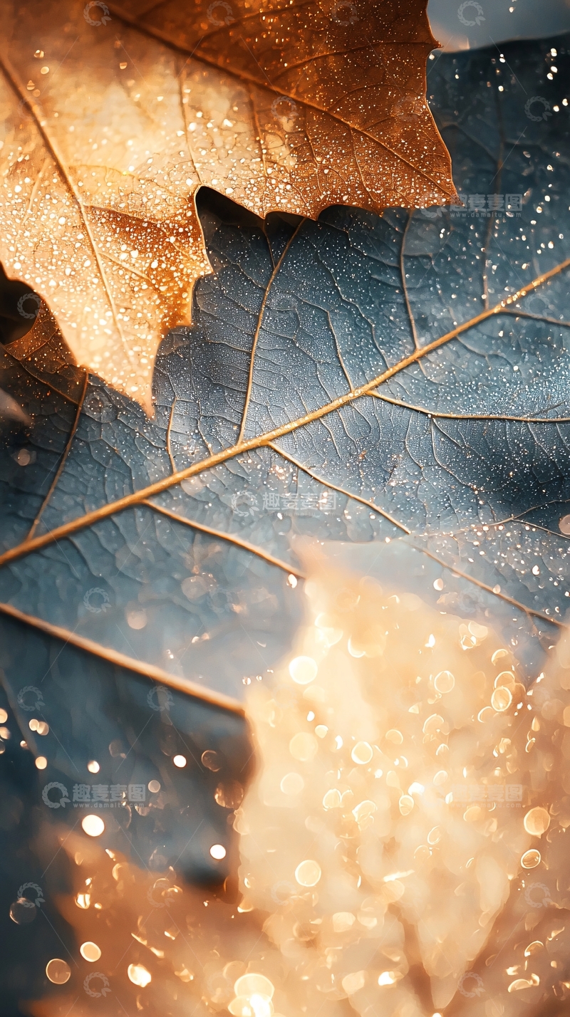 高清大图下载【趣麦麦图】秋叶露珠自然风光