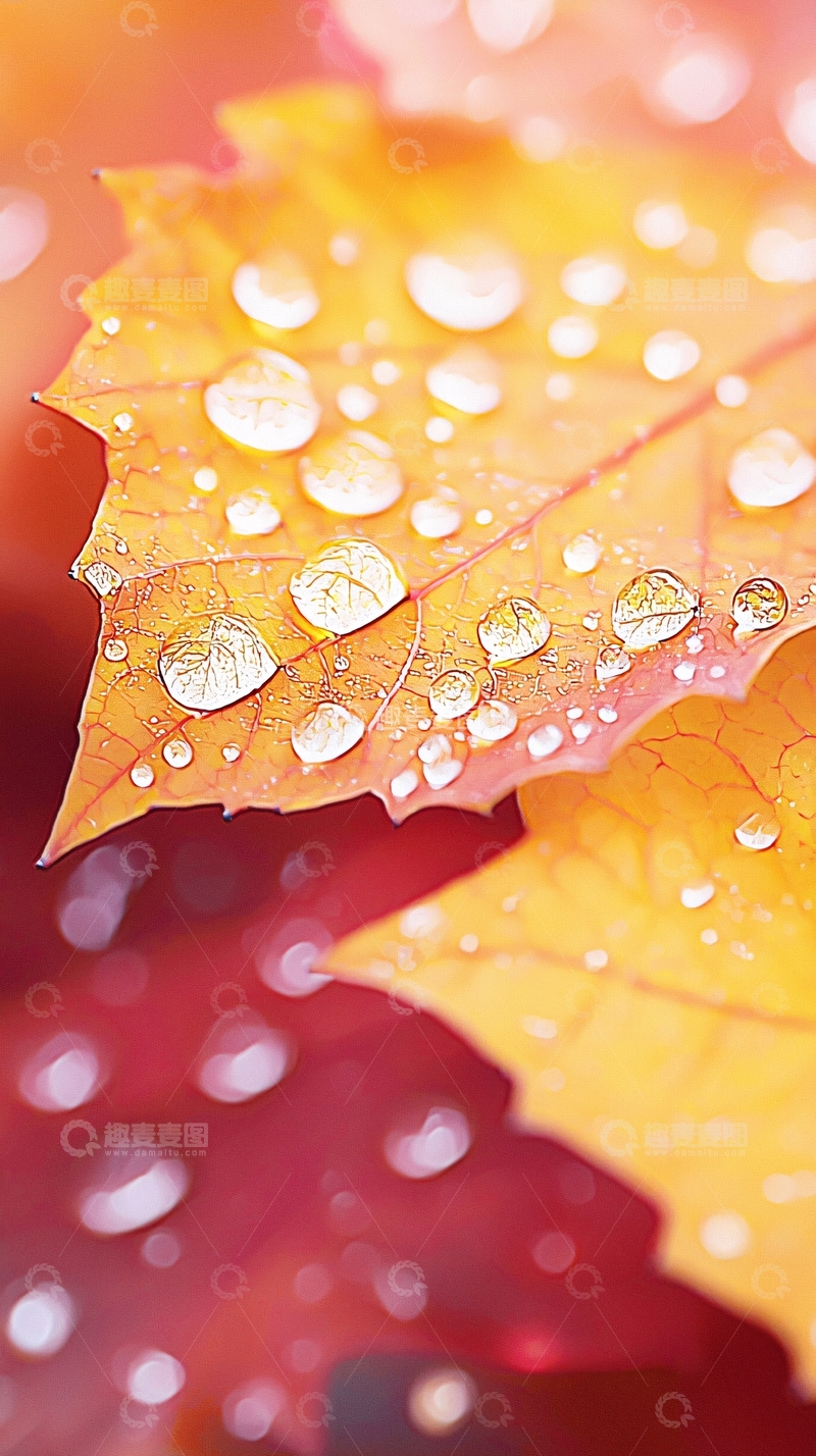 高清大图下载【趣麦麦图】秋叶上的露珠