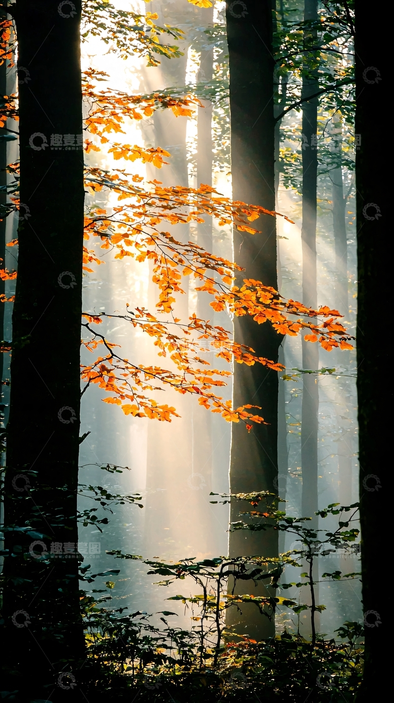高清大图下载【趣麦麦图】秋日森林光影之美