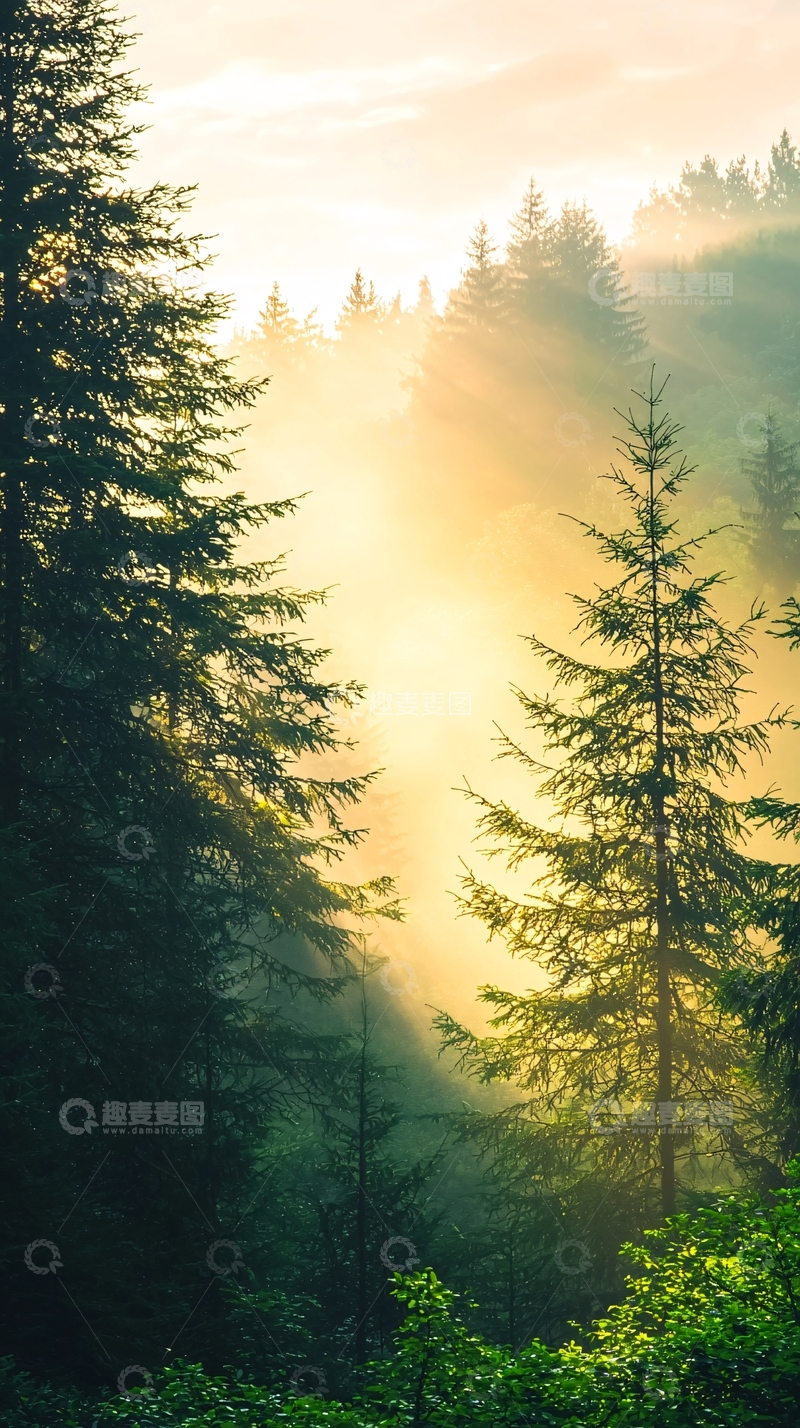 高清大图下载【趣麦麦图】晨光森林高清图片
