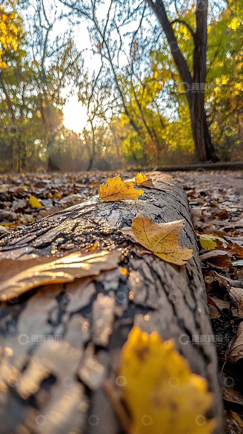 高清大图下载【趣麦麦图】秋日落叶树干自然风光