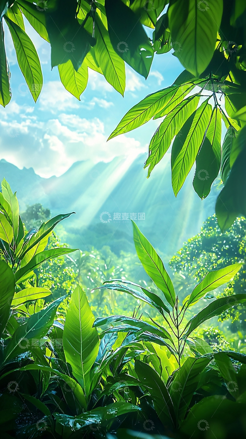 高清大图下载【趣麦麦图】阳光穿透丛林的自然风光