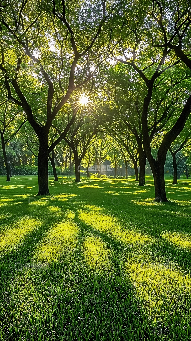高清大图下载【趣麦麦图】阳光透过树林照耀草地