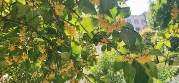 八月十五的桂花