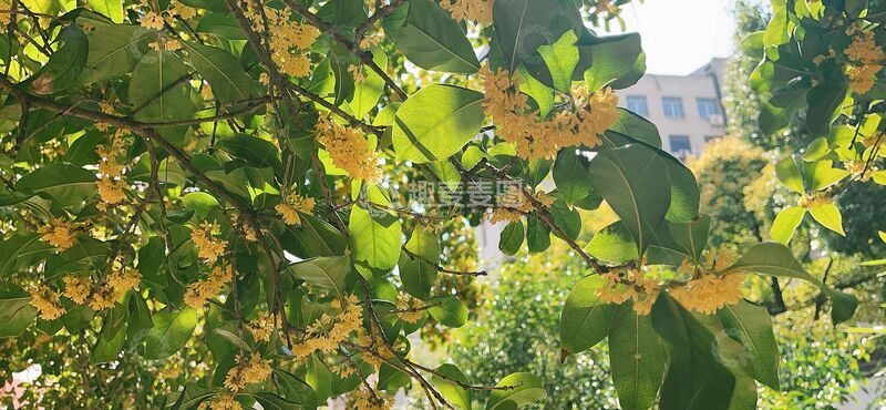 八月十五的桂花