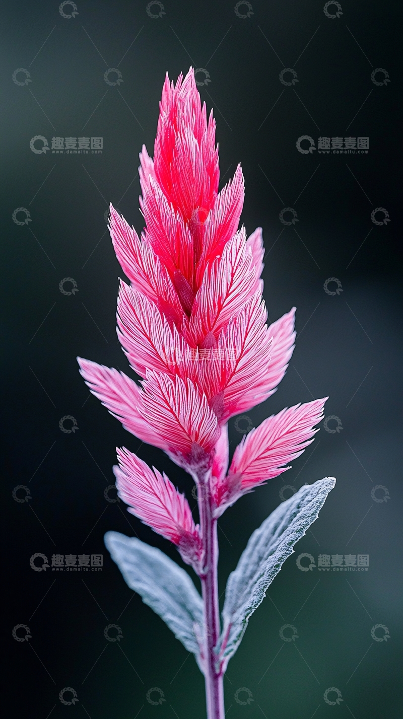 高清大图下载【趣麦麦图】粉红色羽毛状花朵