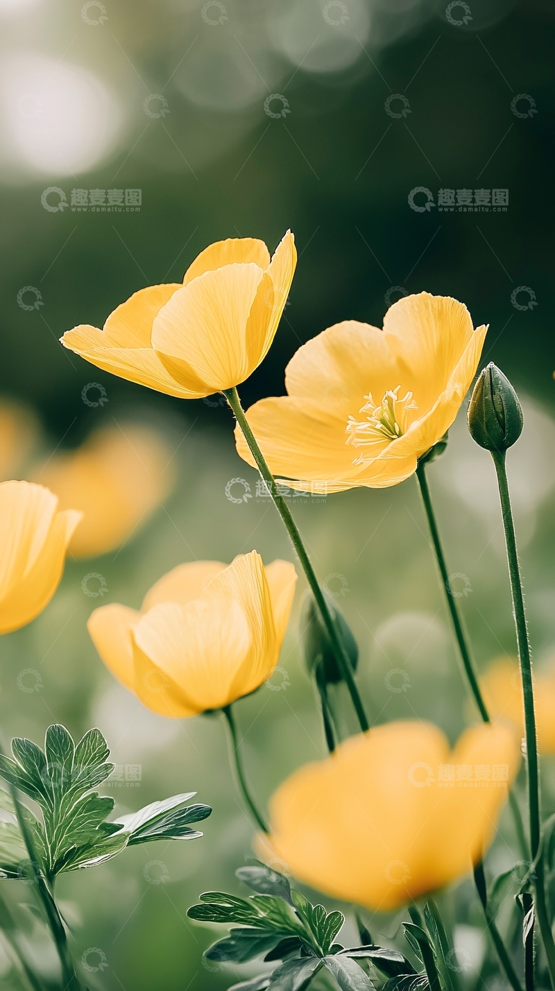 高清大图下载【趣麦麦图】黄色花朵自然背景