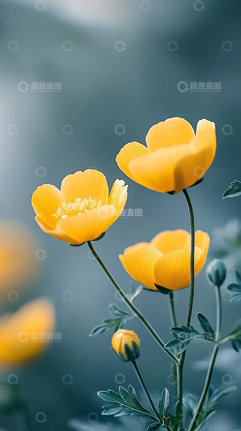 高清大图下载【趣麦麦图】黄色花朵自然背景