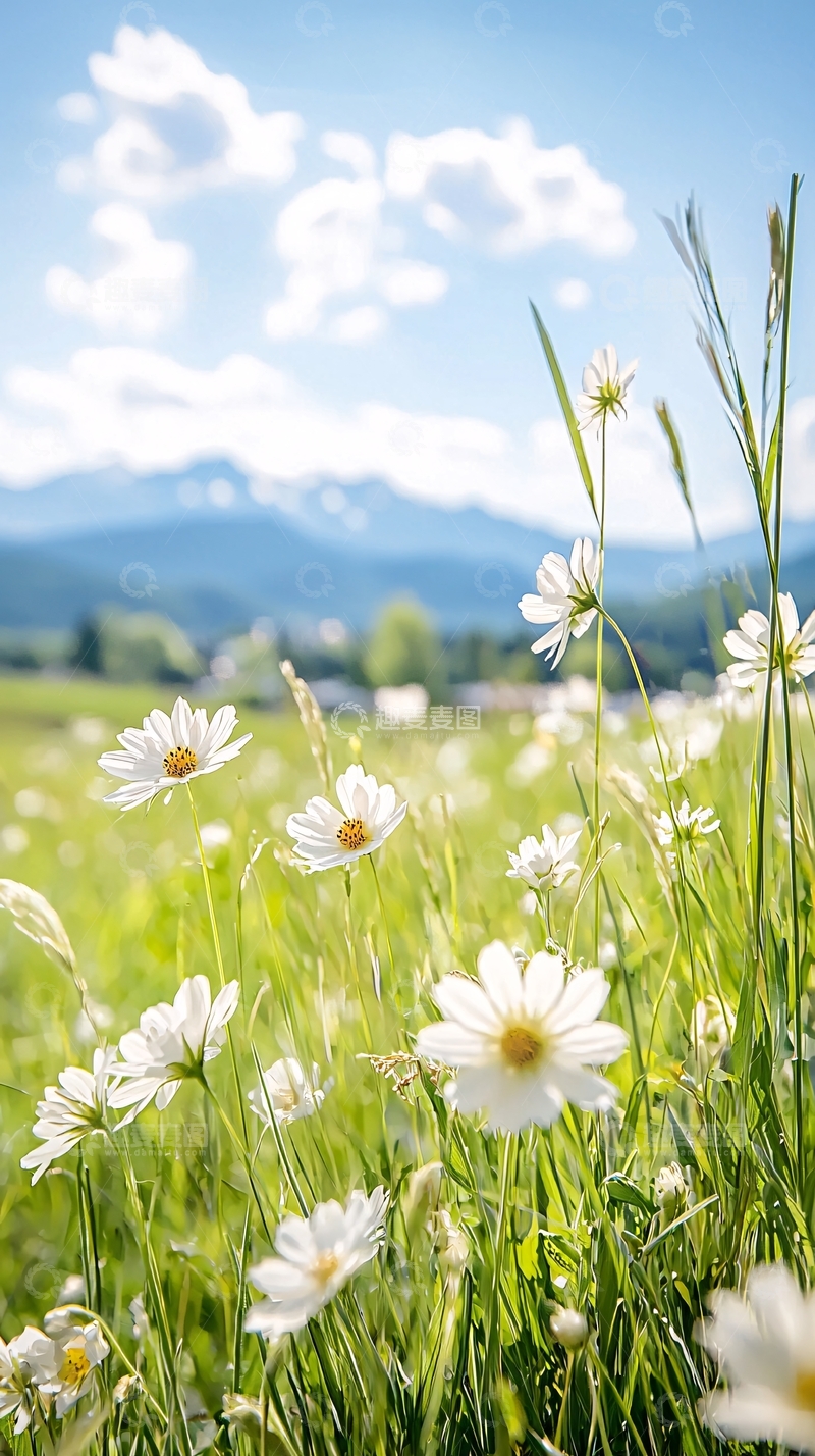 高清大图下载【趣麦麦图】夏日田野中的白色雏菊