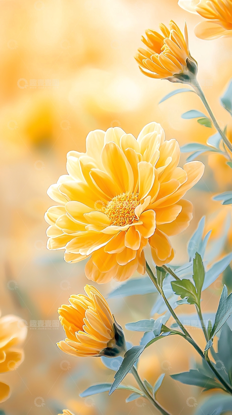 高清大图下载【趣麦麦图】金黄色花朵背景素材