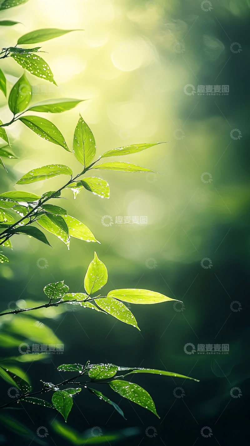 高清大图下载【趣麦麦图】清新自然树叶背景