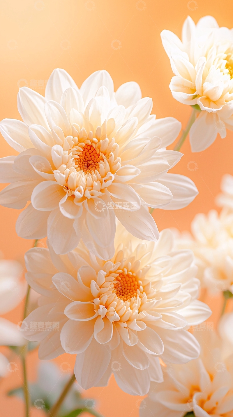 高清大图下载【趣麦麦图】白色雏菊背景素材