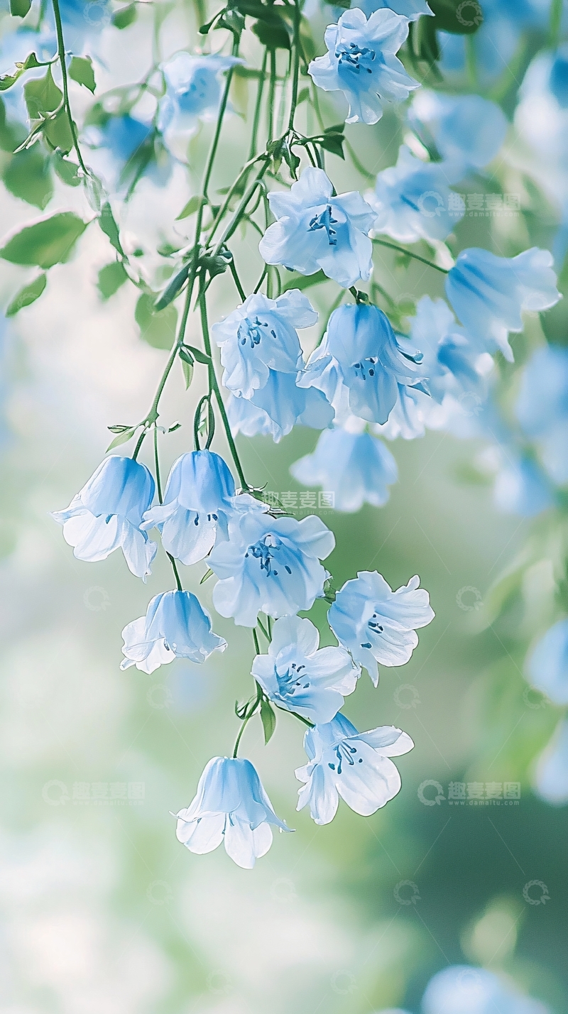 高清大图下载【趣麦麦图】蓝色风铃花自然背景