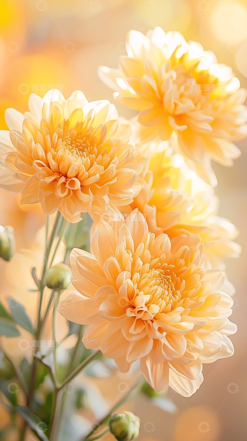 高清大图下载【趣麦麦图】橙色菊花特写背景图