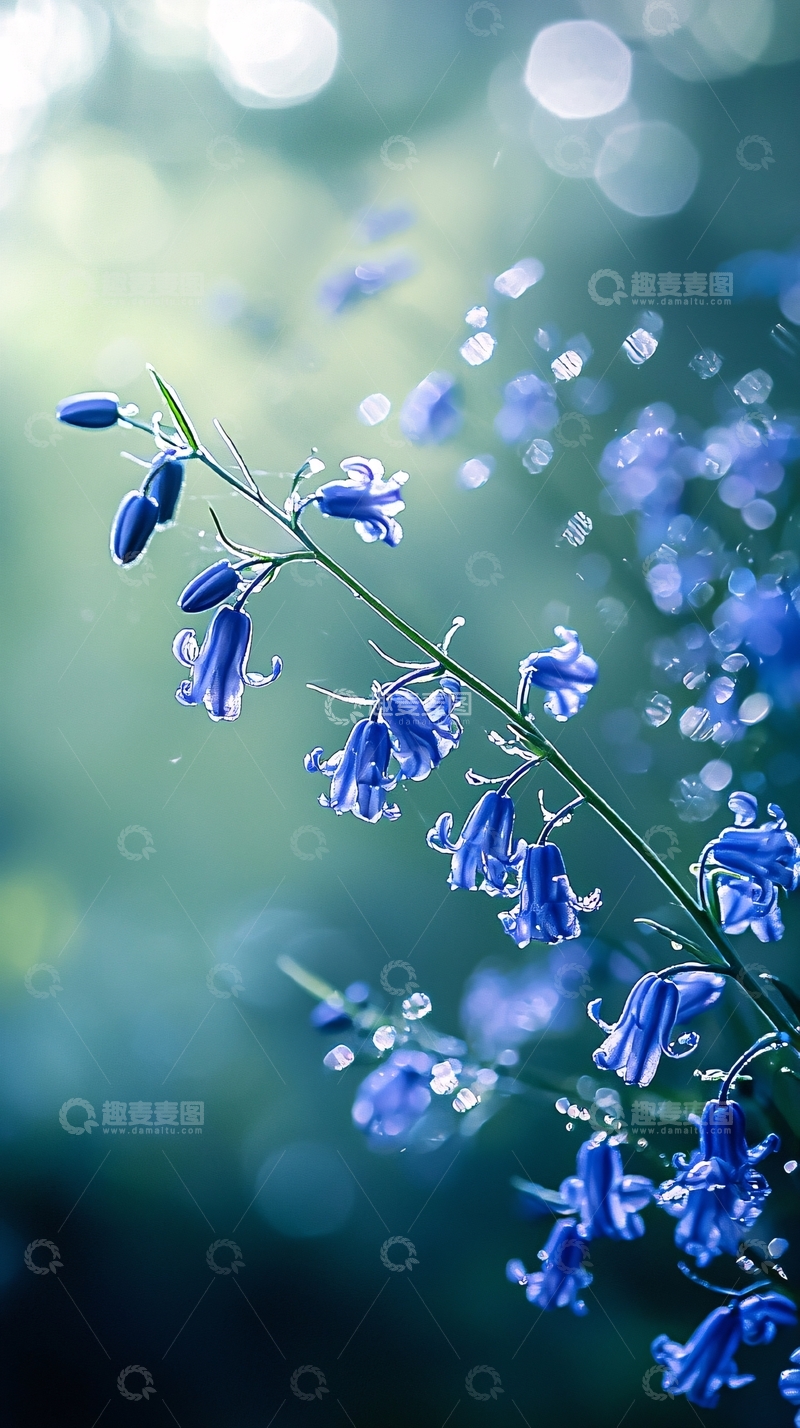 高清大图下载【趣麦麦图】蓝色铃铛花雨后露珠