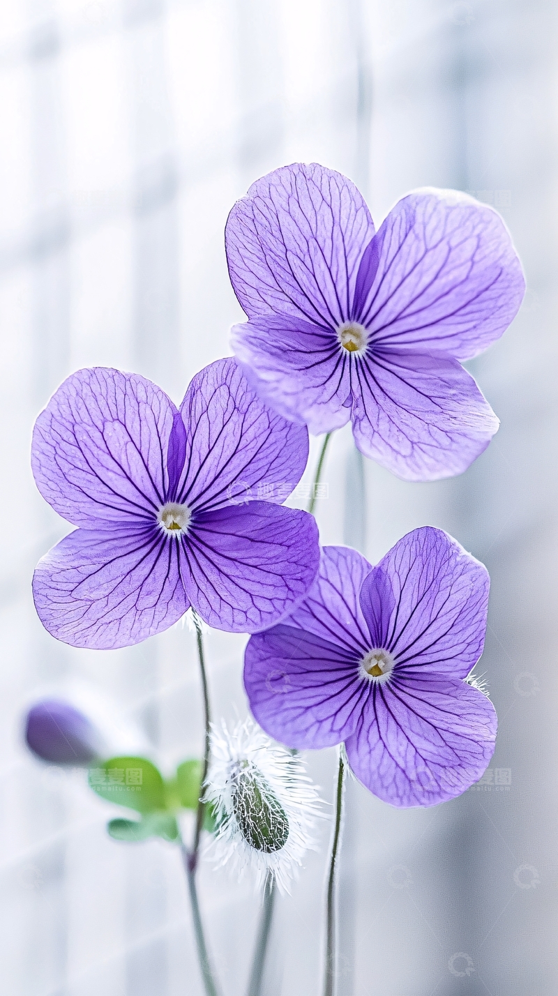 高清大图下载【趣麦麦图】紫色小花特写背景图