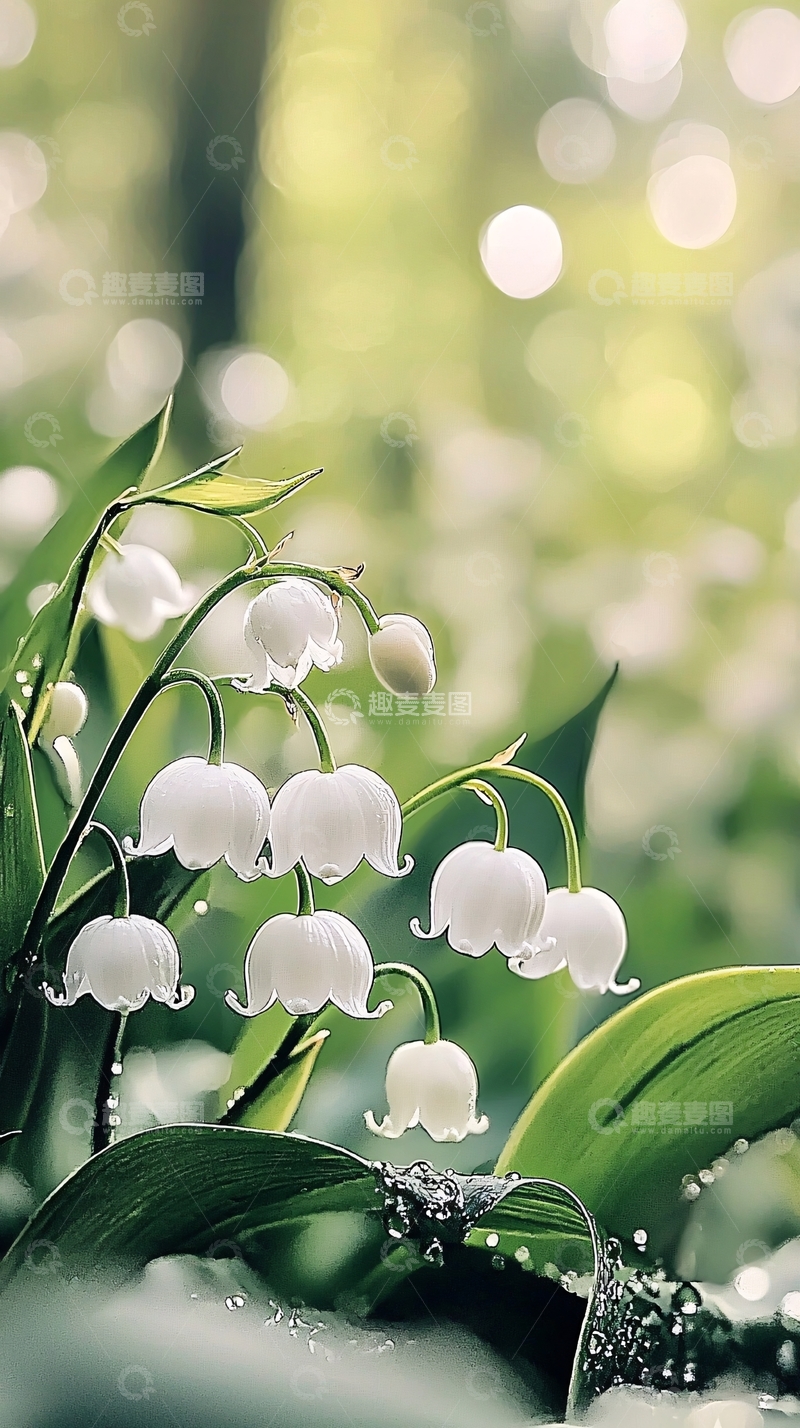 高清大图下载【趣麦麦图】铃兰花开高清图片