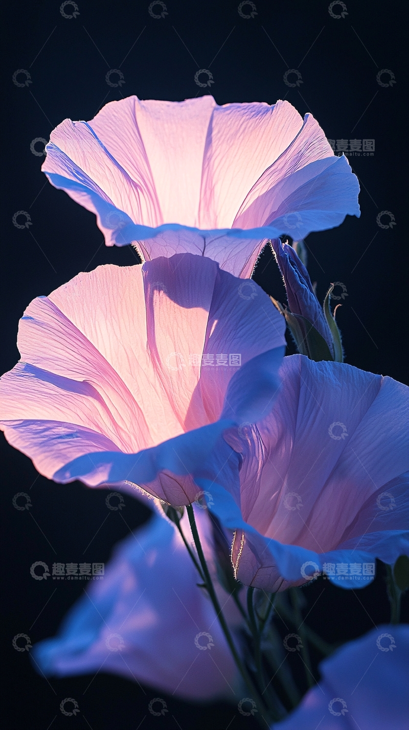 高清大图下载【趣麦麦图】紫色花朵特写背景素材