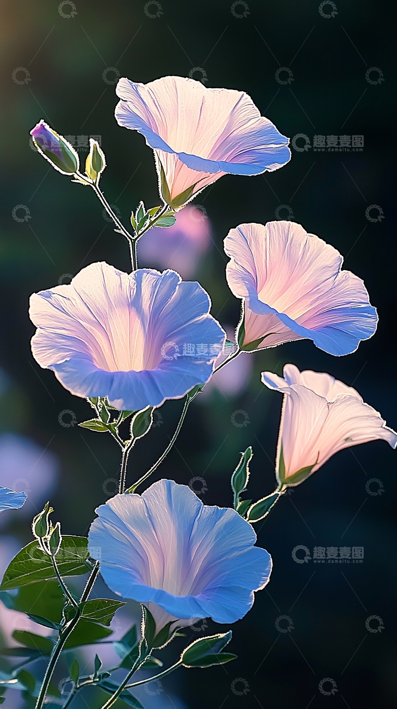 高清大图下载【趣麦麦图】晨曦中的蓝色牵牛花