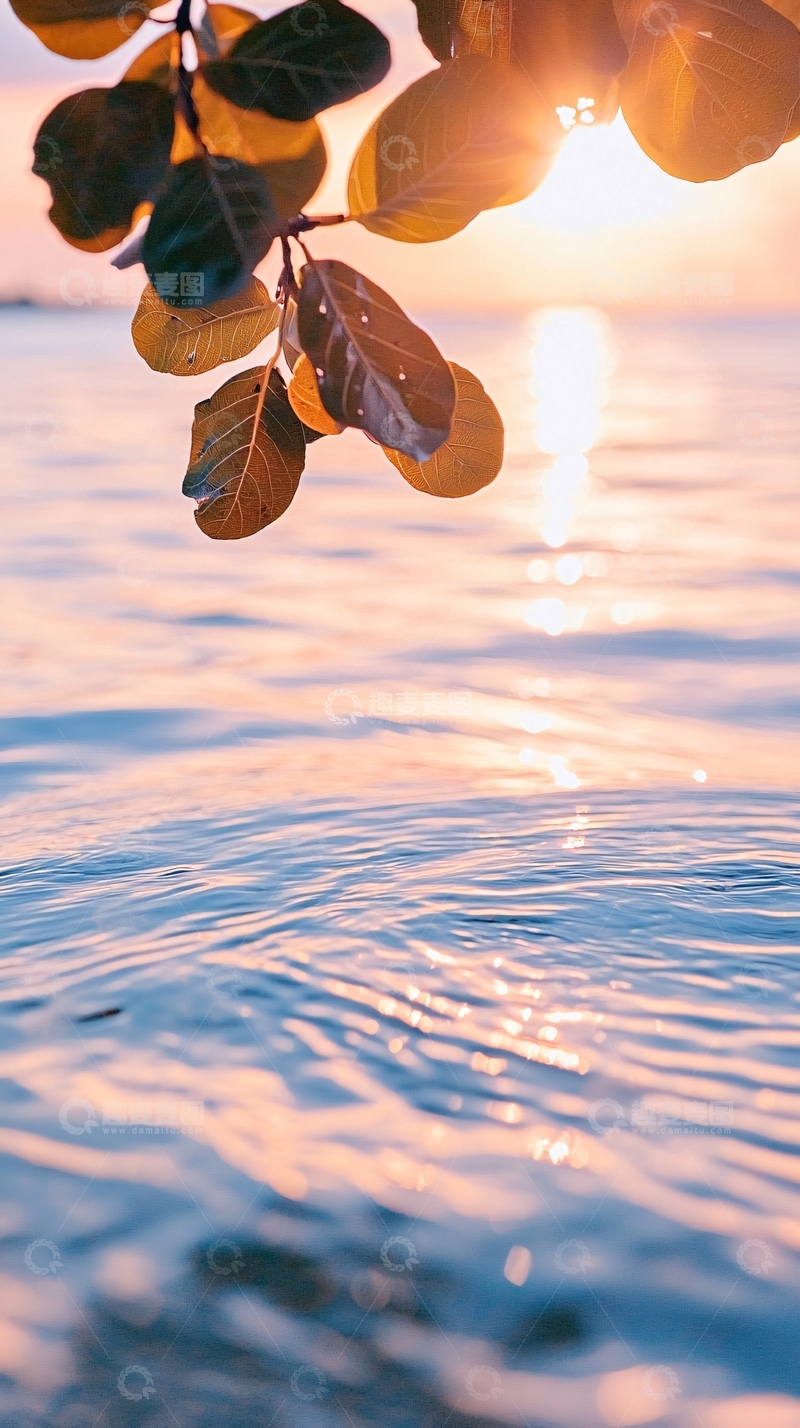 高清大图下载【趣麦麦图】夕阳下的海面与树叶