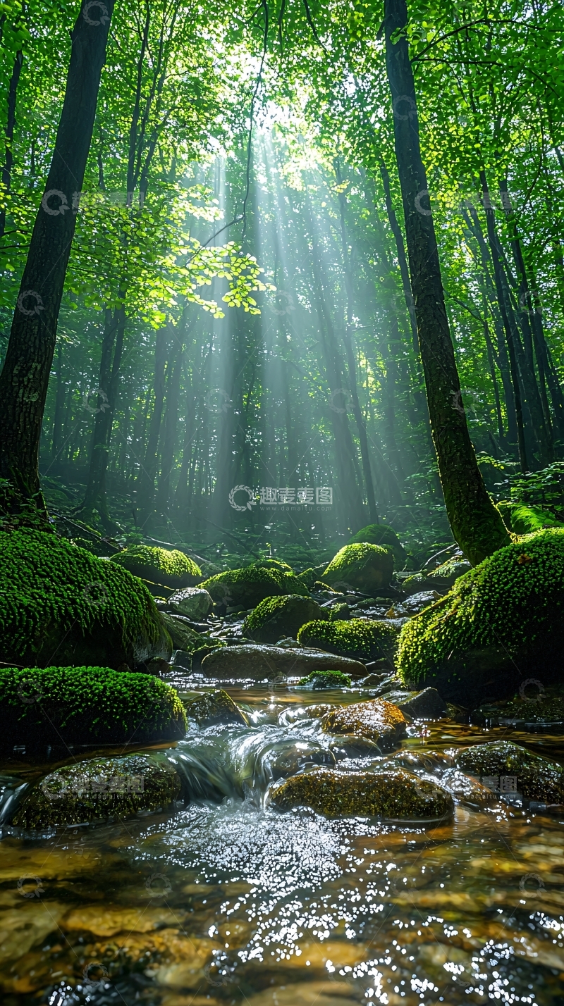 高清大图下载【趣麦麦图】森林中的阳光小溪
