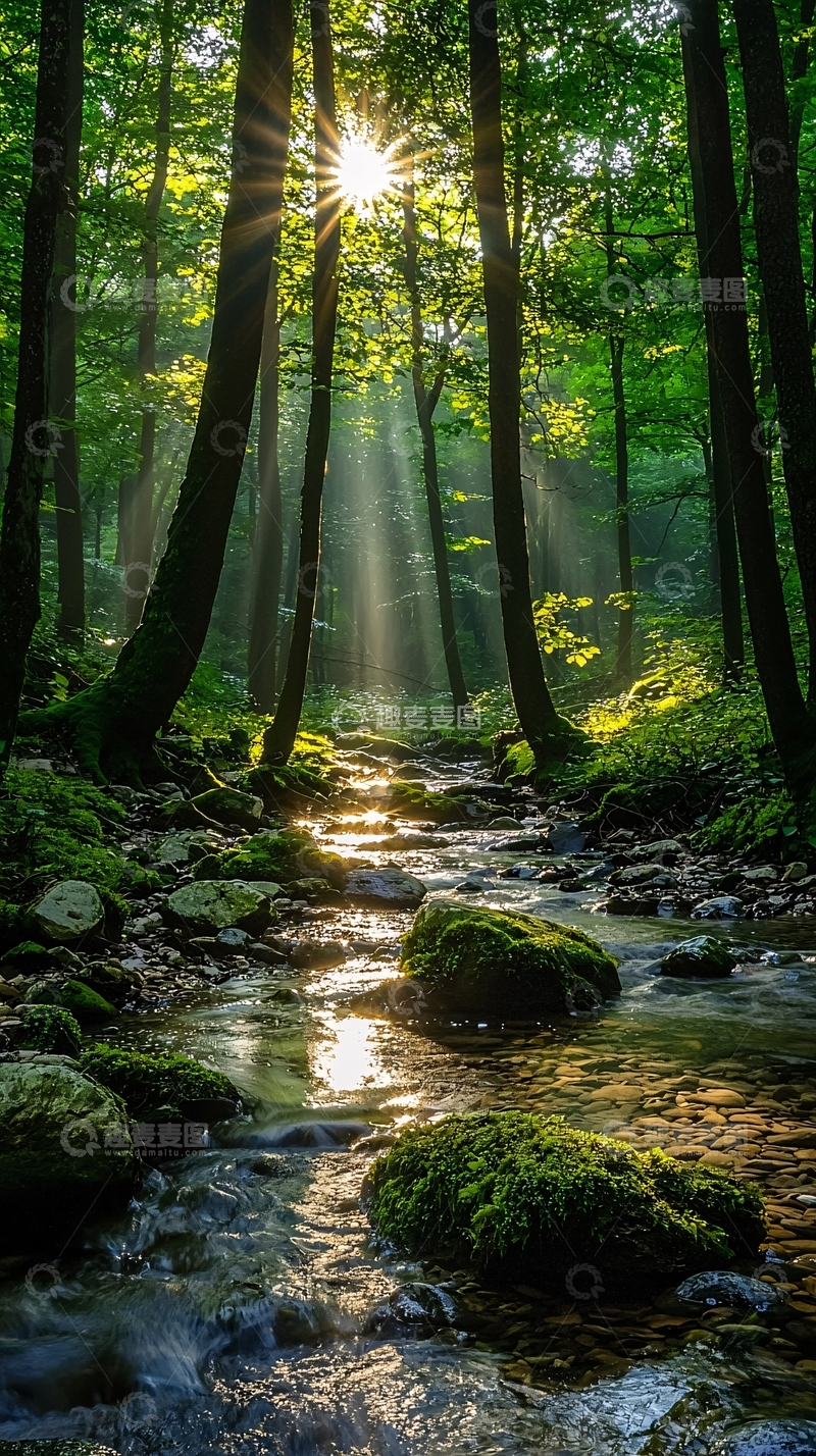 高清大图下载【趣麦麦图】阳光穿透森林的小溪