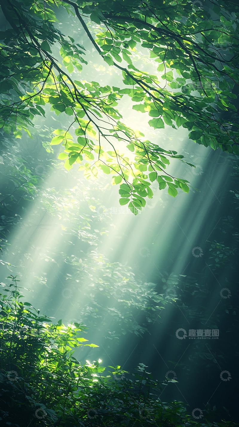 高清大图下载【趣麦麦图】森林中的阳光穿透树叶