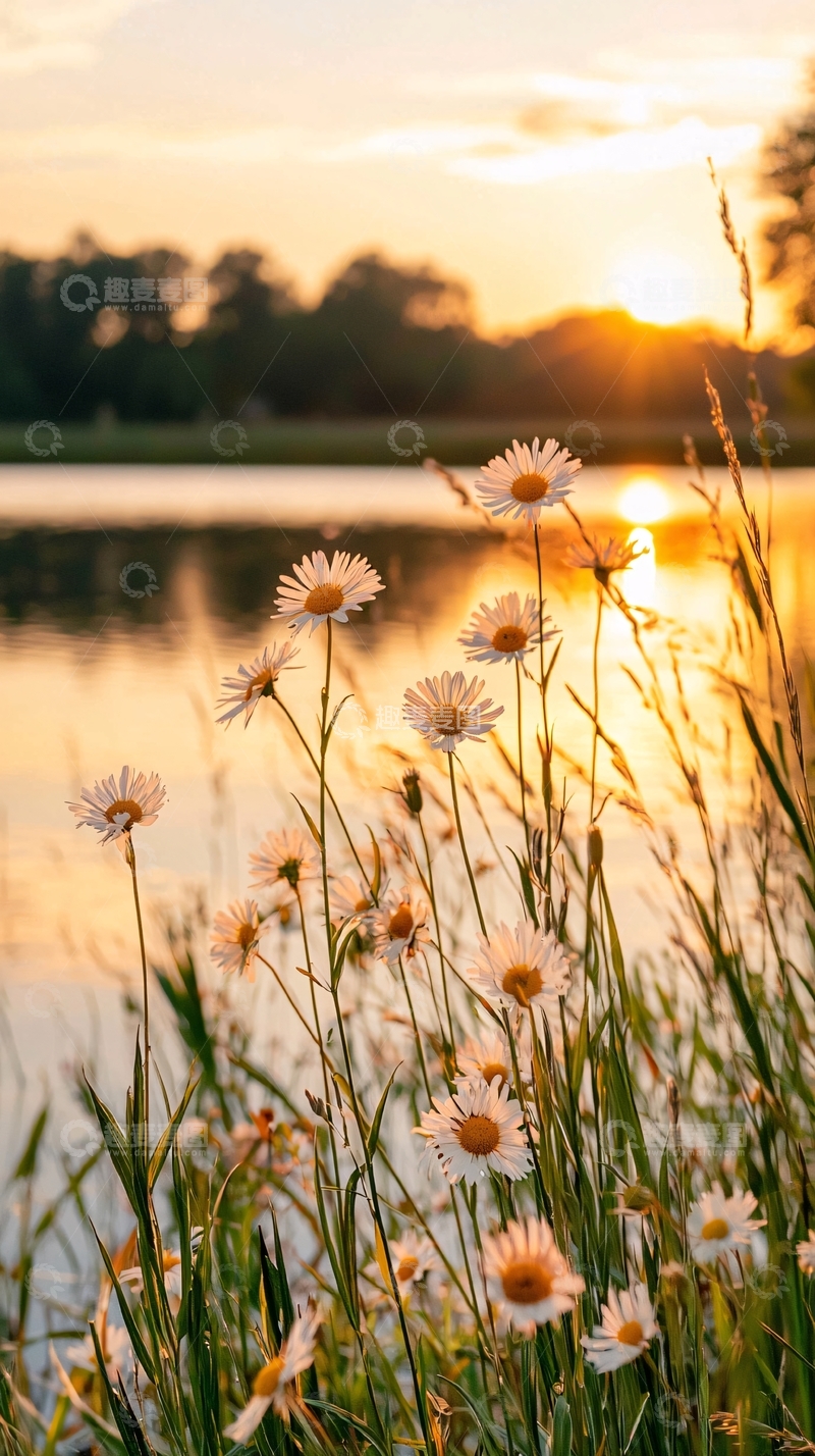 高清大图下载【趣麦麦图】夕阳下的野花与湖景
