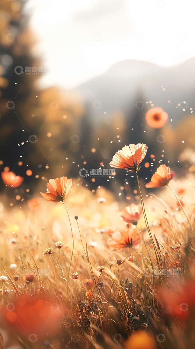 高清大图下载【趣麦麦图】秋日田野中的花朵