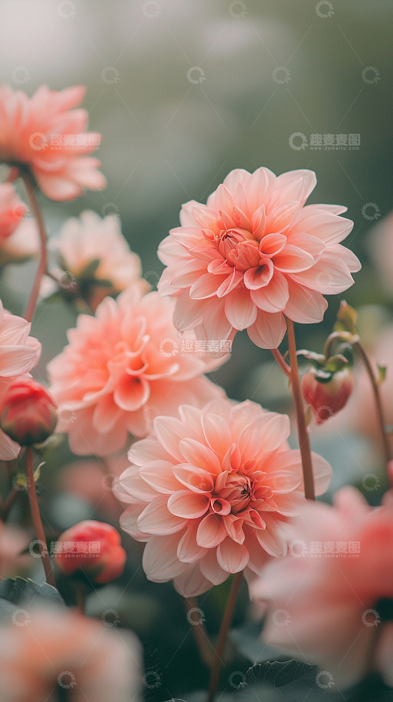 高清大图下载【趣麦麦图】粉红色花朵自然背景