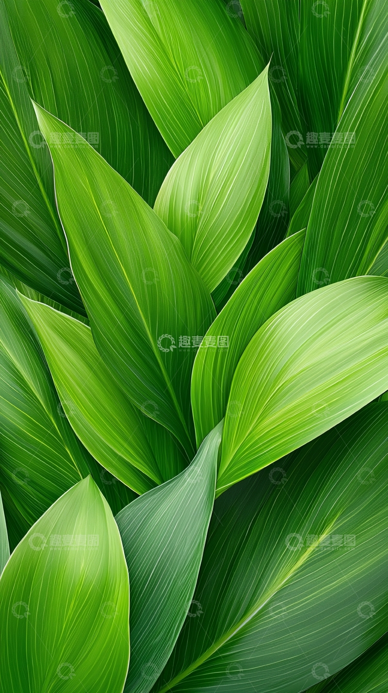 高清大图下载【趣麦麦图】绿色植物叶子纹理背景