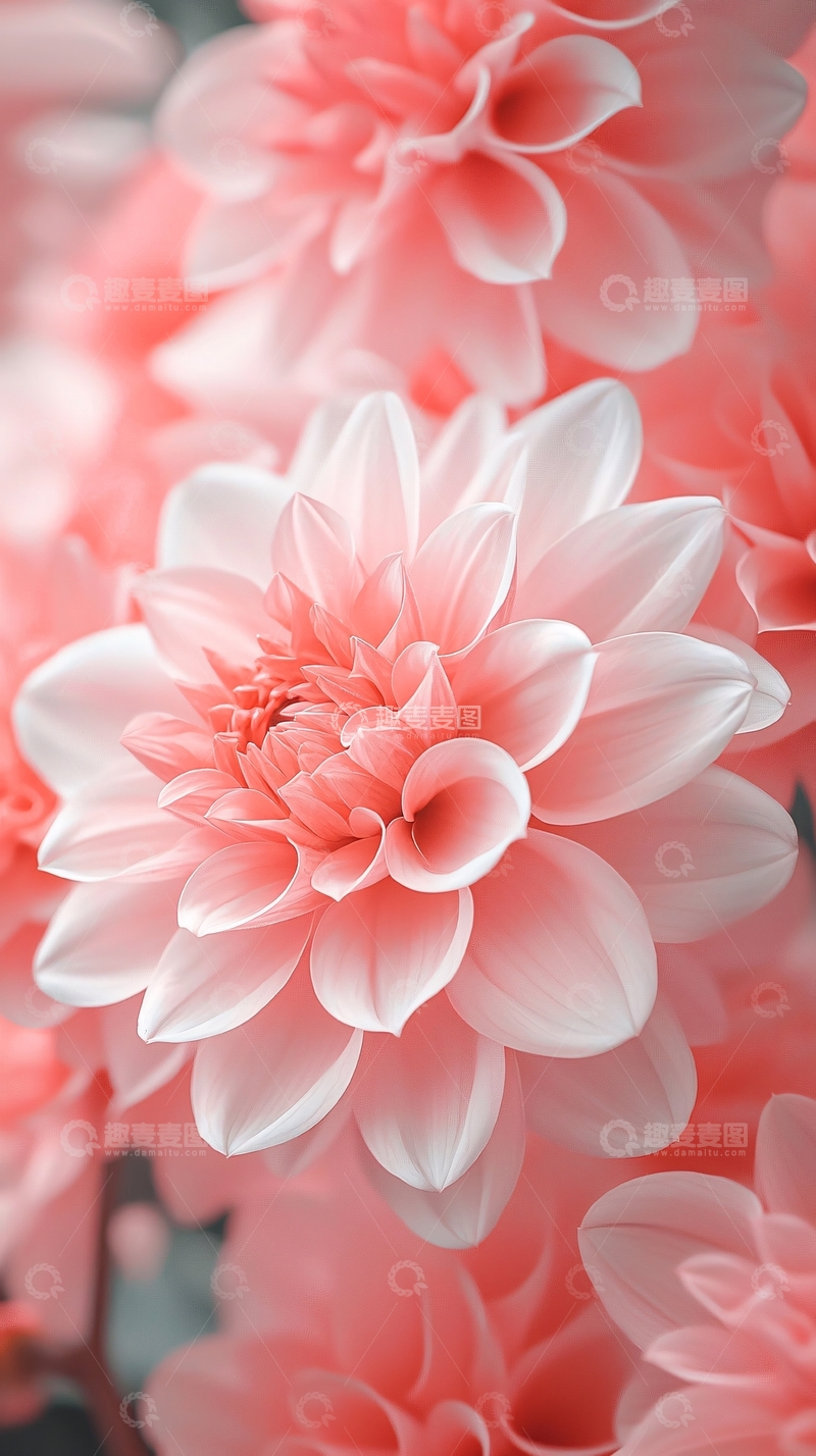 高清大图下载【趣麦麦图】粉色花朵特写背景素材