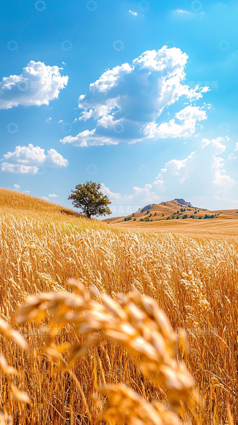 高清大图下载【趣麦麦图】金黄色麦田与孤独树