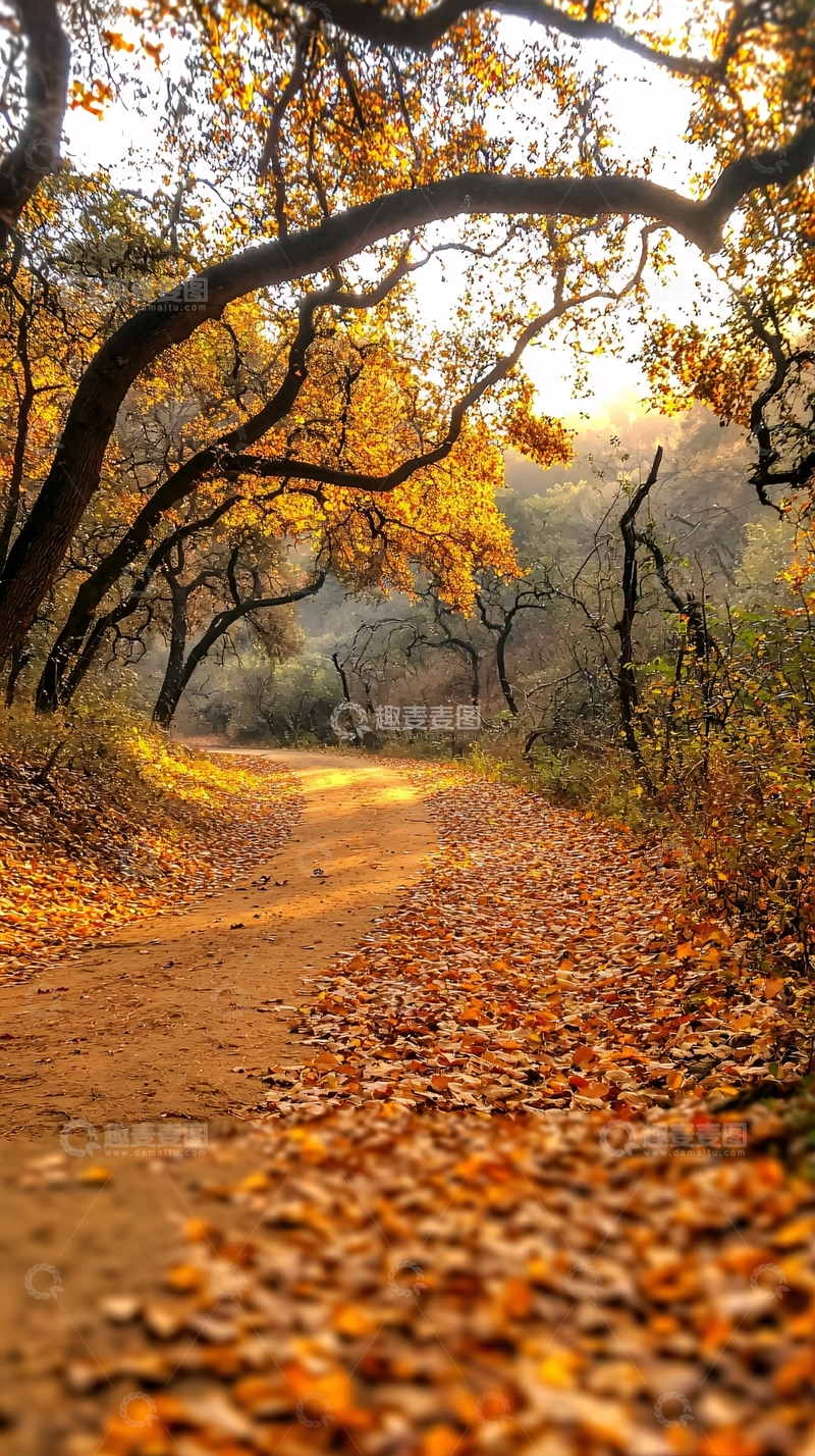 高清大图下载【趣麦麦图】秋日林间小路